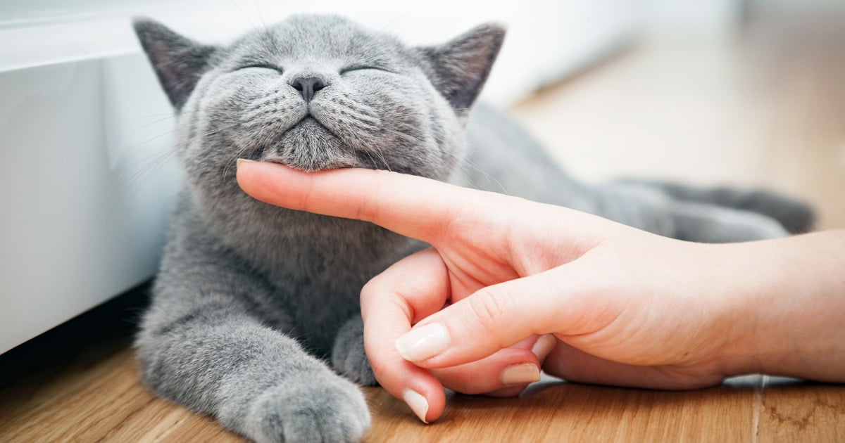 Il mistero delle fusa felini, un’indagine affascinante nel mondo dei gatti