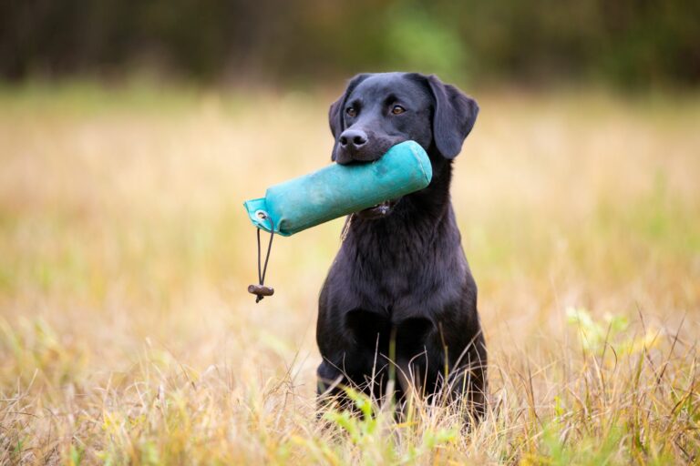 Guida pratica per l’addestramento del tuo cane: creare un legame forte e insegnare comandi di base