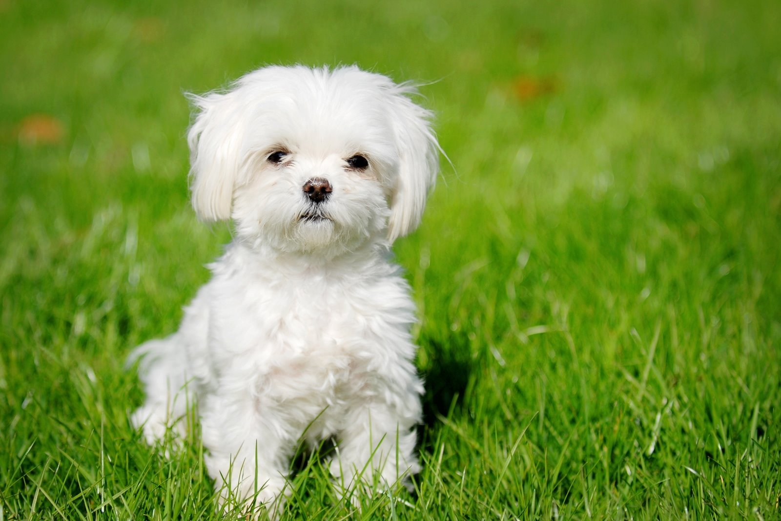 Il cane Maltese: un elegante compagno dal cuore affettuoso