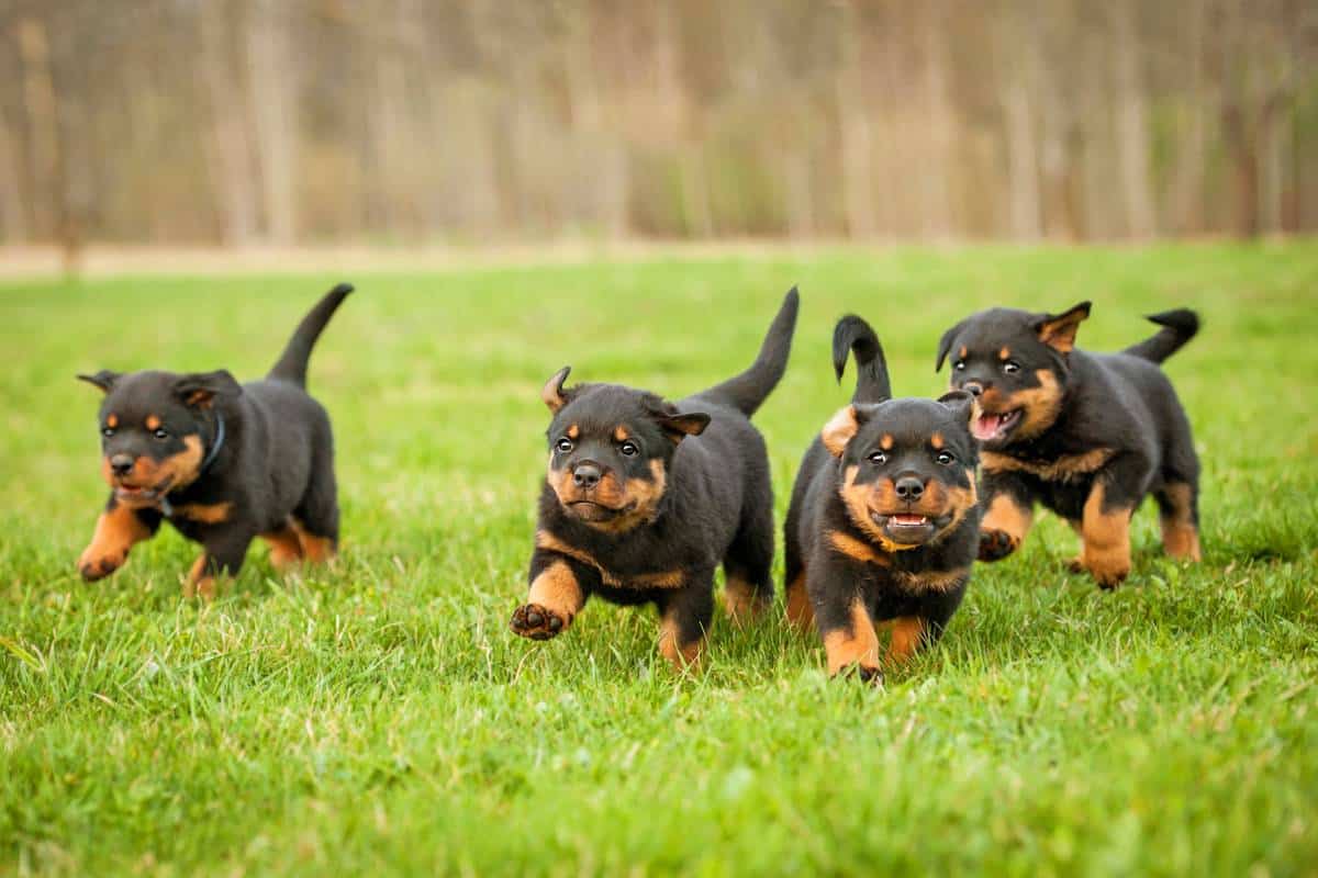 Il Rottweiler, Un cane di grande forza e lealtà