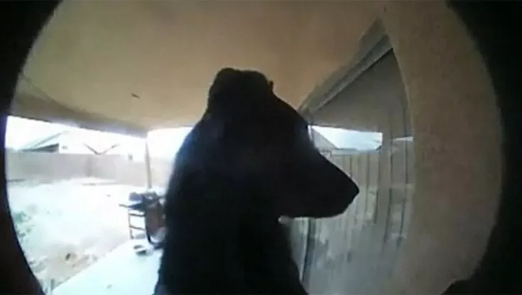 Il cane così abile che prima di entrare in casa sa che deve suonare il campanello