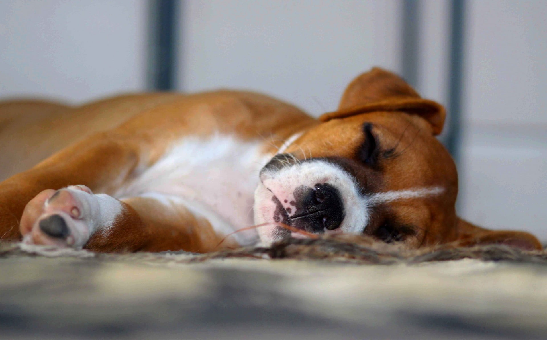 Come rivelare la personalità del tuo cane attraverso le sue posizioni di sonno