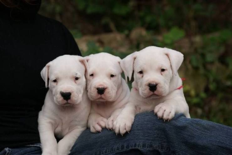 Il Dogo Argentino, un magnifico eroe dalla terra delle Pampas