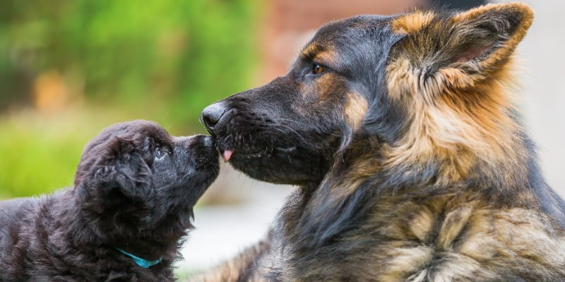 A che età un cane può essere considerato adulto?