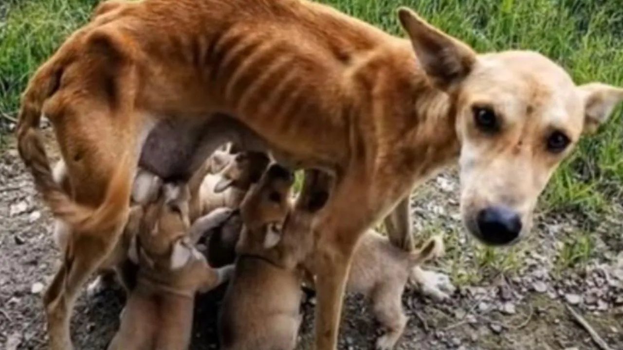 Un amore tradito: il crudele abbandono della cagnolina e la sua lotta per la sopravvivenza sua e dei dieci cuccioli