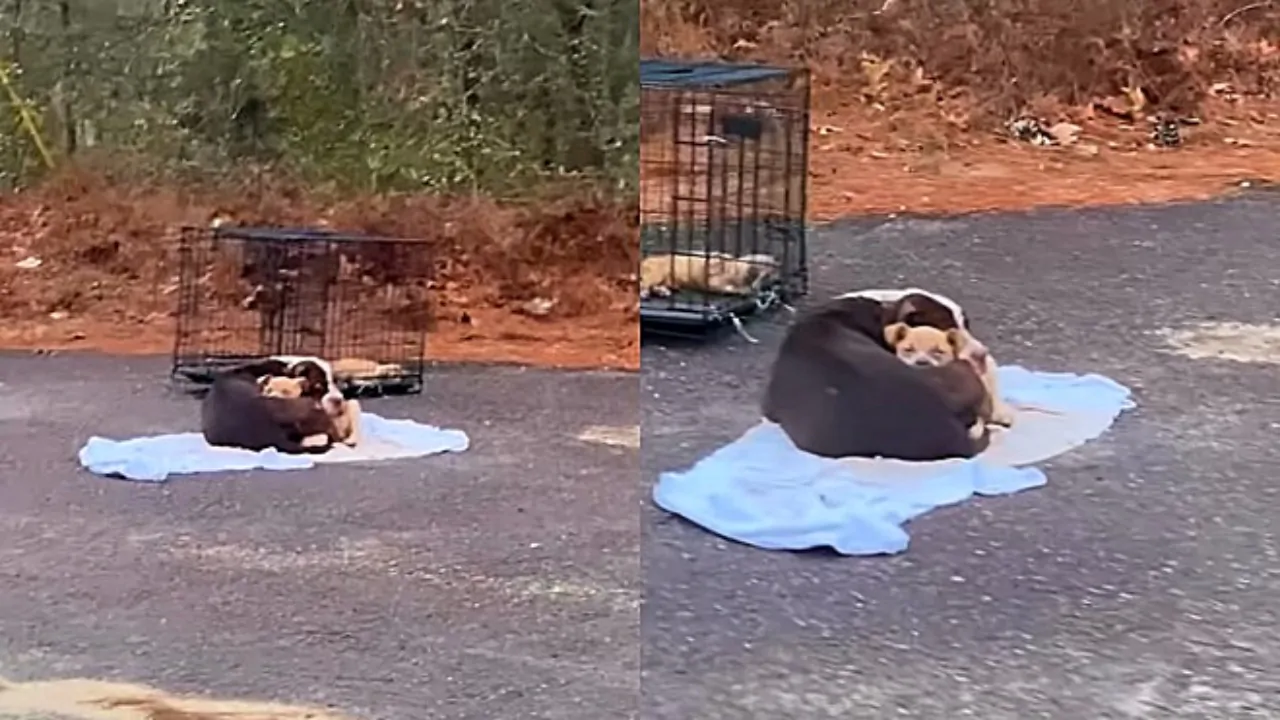 Mamma riempie d’amore il suo cucciolo che ha paura, in attesa che qualcuno li aiuti