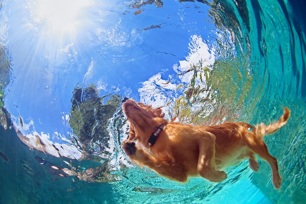 Cani e Mare, una meravigliosa compatibilità tra cani e acqua