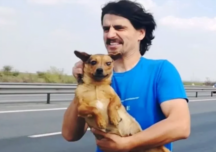 Abbandonato in autostrada, nascosto sotto al guard rail, cagnolino viene salvato dalla morte sicura da un eroe