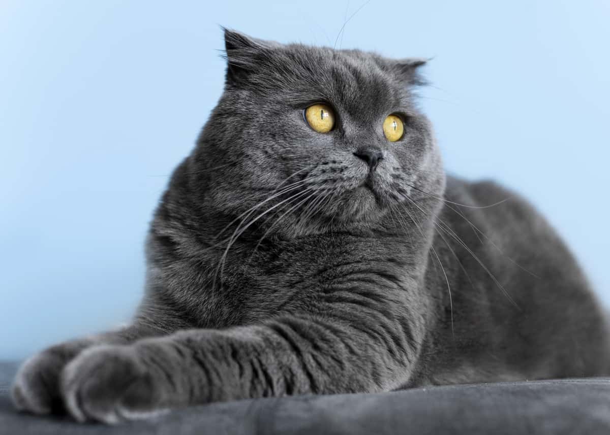 British Shorthair, La nobiltà e la dolcezza dei gatti a pelo corto