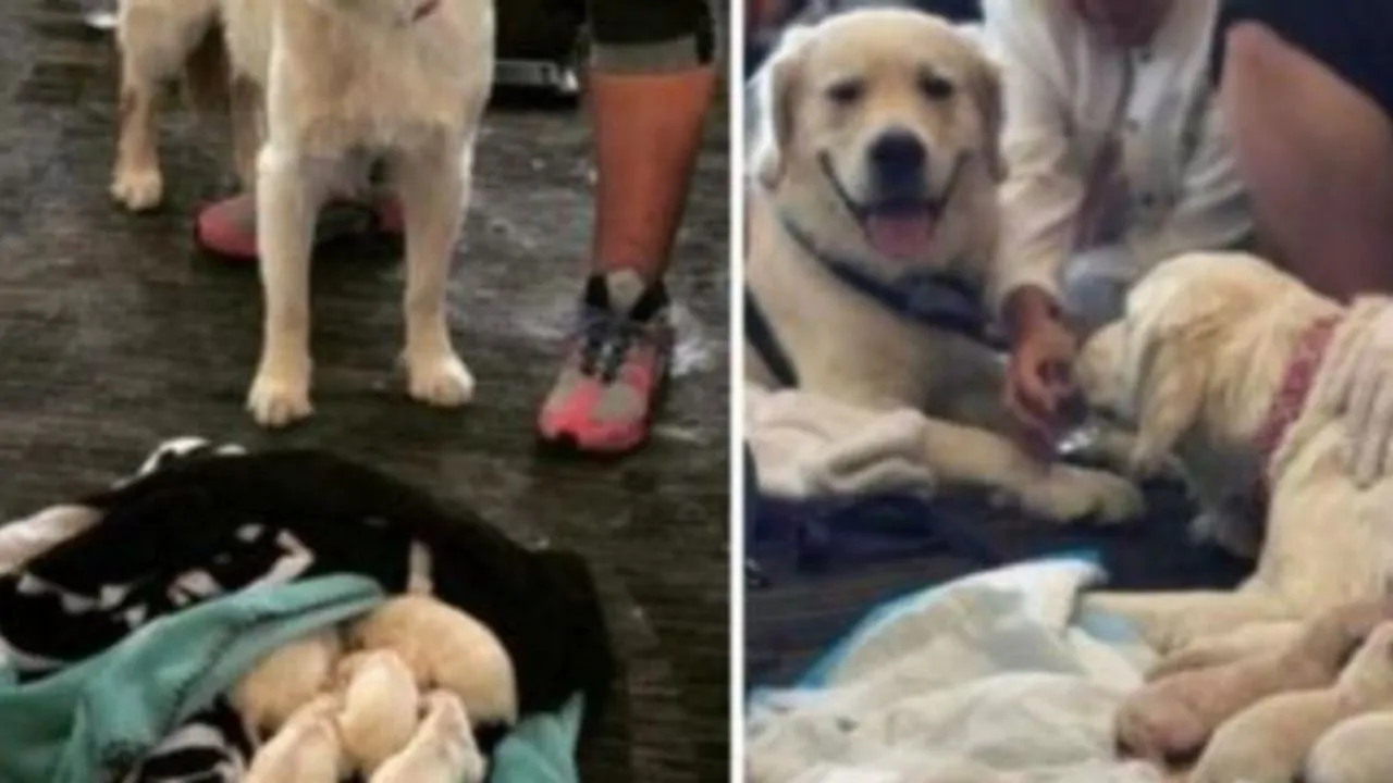 Quando il Labrador si è sdraiato e ha iniziato a piangere, in aeroporto tutti hanno pensato al peggio, poi la dolce sorpresa