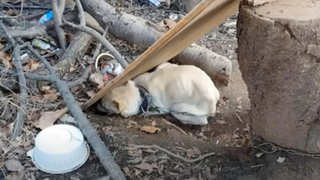 Cucciolo spaventato e maltrattato per la sua breve vita, ha un unico desiderio, finire per sempre di soffrire