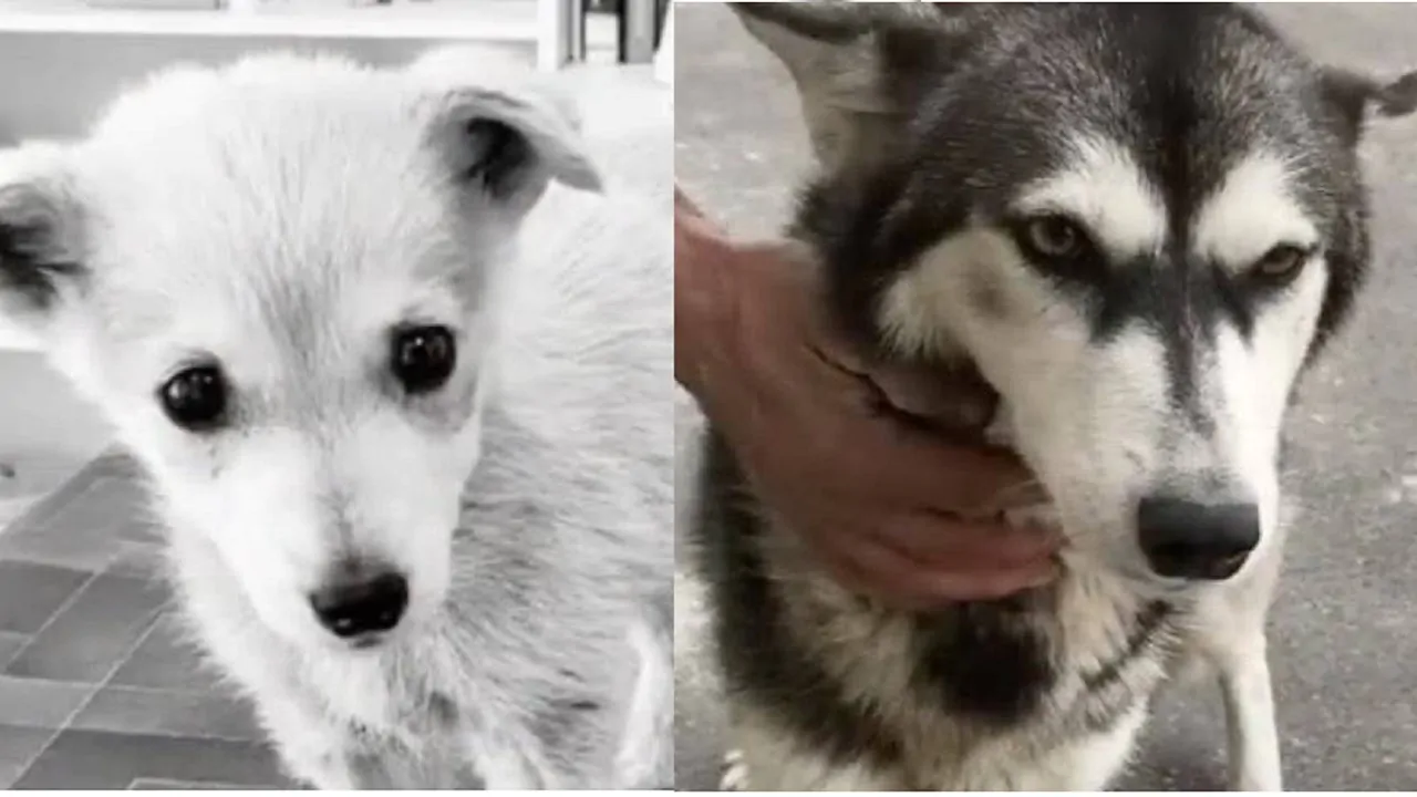 La storia commovente di una mamma Husky che capisce che i suoi cuccioli moriranno e li saluta per l’ultima volta