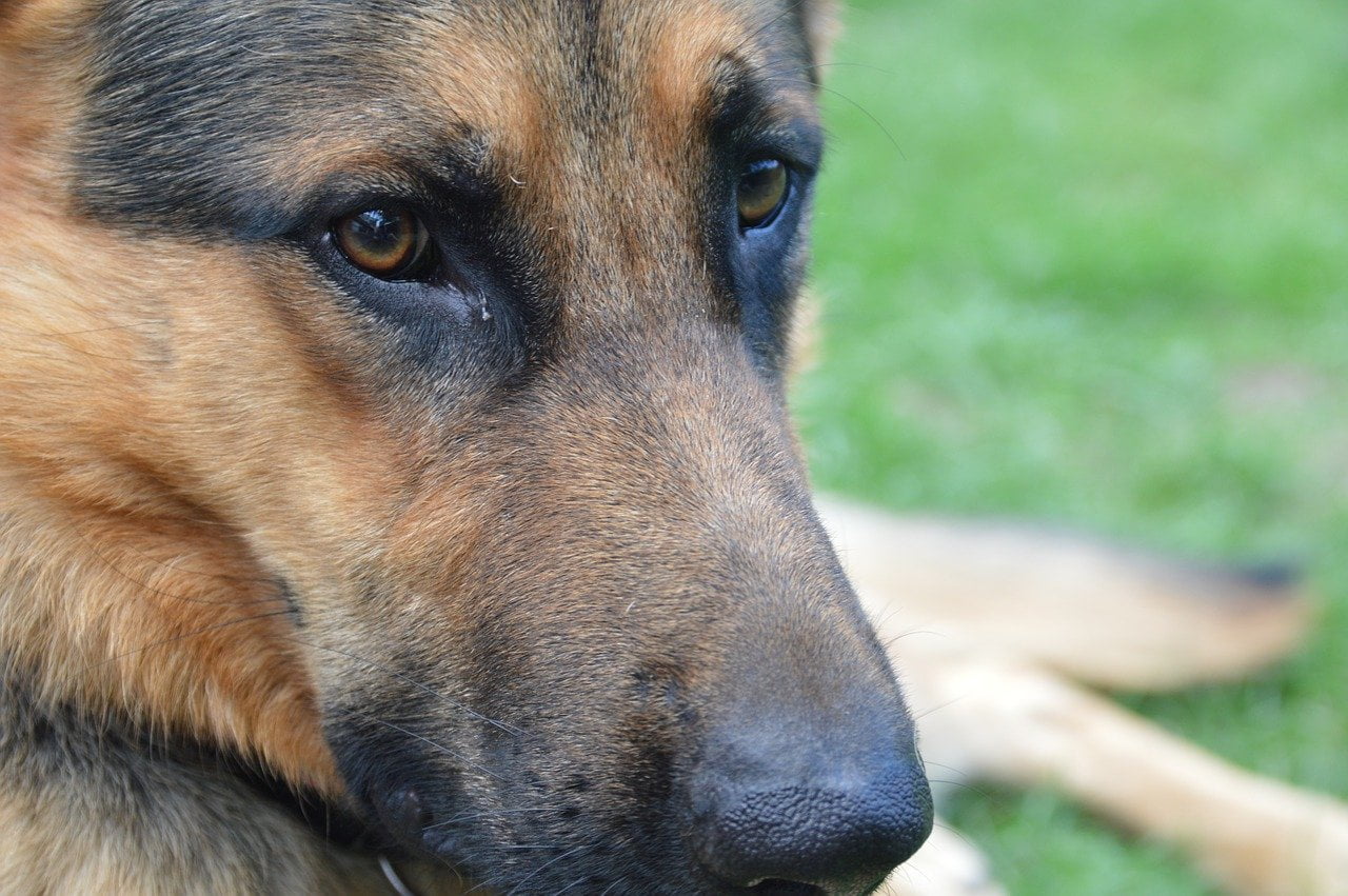 Sadie capisce che il suo padrone sta molto male e lo salva da una morte certa