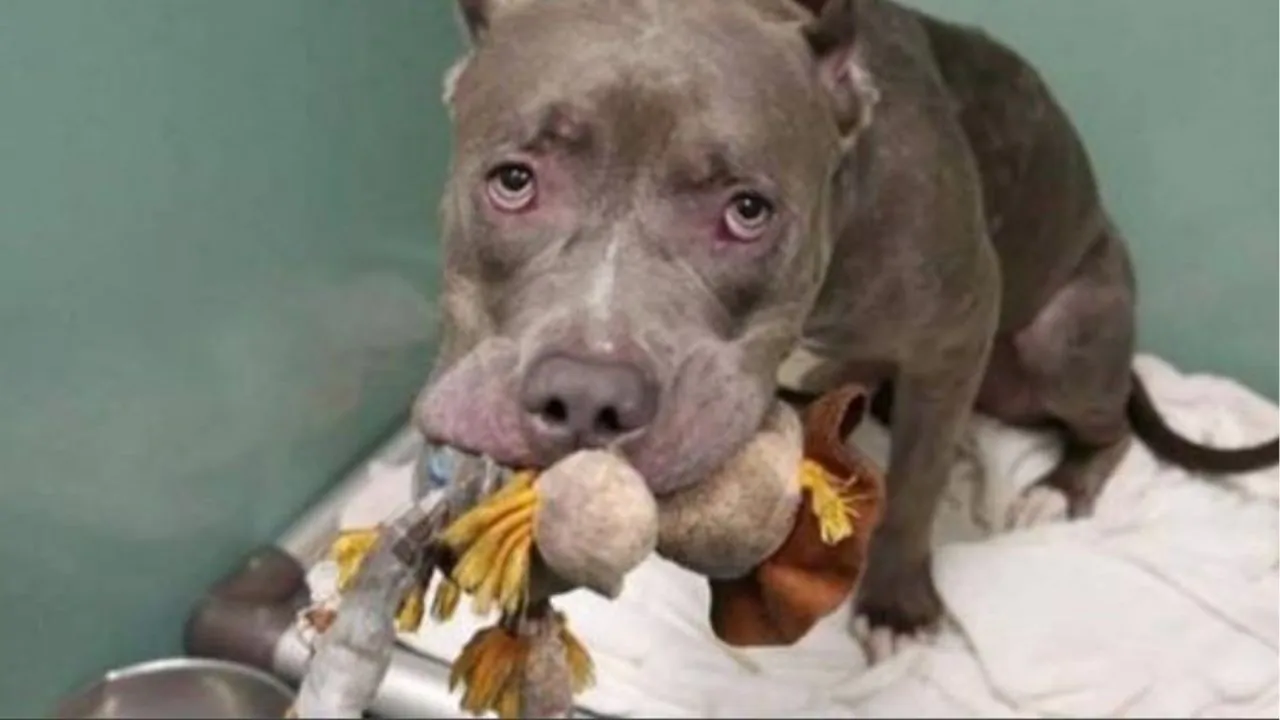 La Pitbull che ha come unica amia il suo peluche dopo che è stata abbandonata dalla famiglia dove ha vissuto anni felici