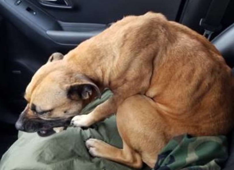 Il grande coraggio di River, cane randagio che entra in un’auto aperta nel tentativo di farsi adottare