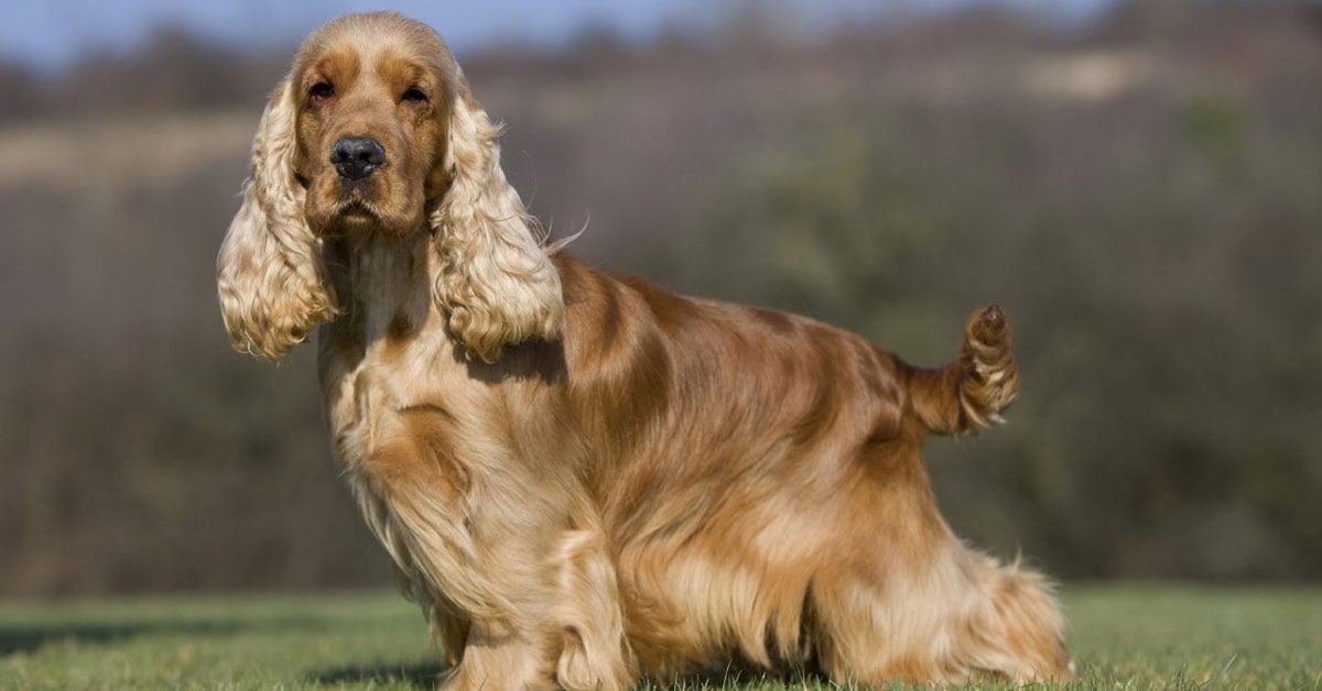 Bonnie, il cane rapito ritorna a casa dopo sei anni il giorno del suo compleanno, una bellissima storia di speranza