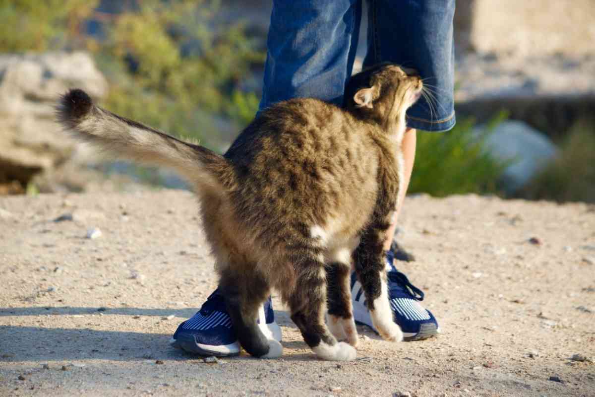 Il mistero della coccola felina: Perché i gatti si strofinano alle gambe