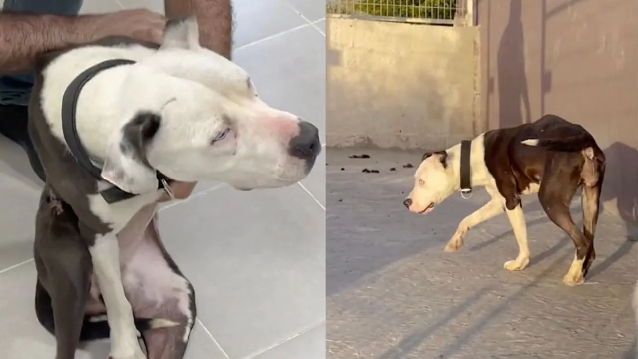 A un Pitbull avevano detto che la sua sorte era segnata per una disabilità congenita ma quello che succede sbalordisce tutti