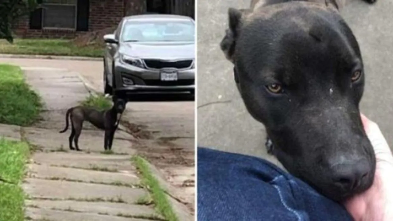 Luna, la toccante storia di un cane randagio e l’amore che ha cambiato la sua vita