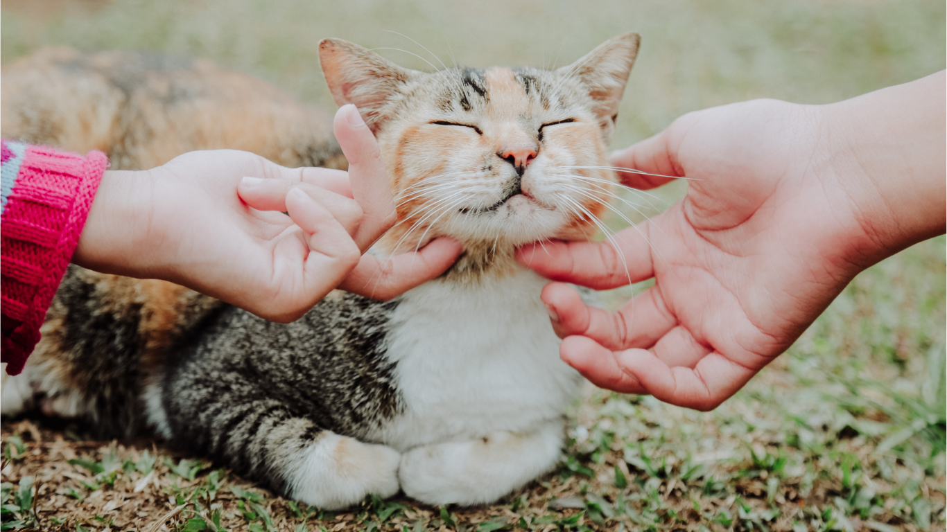 Il mistero dei gatti: Perché alcuni felini non amano essere accarezzati