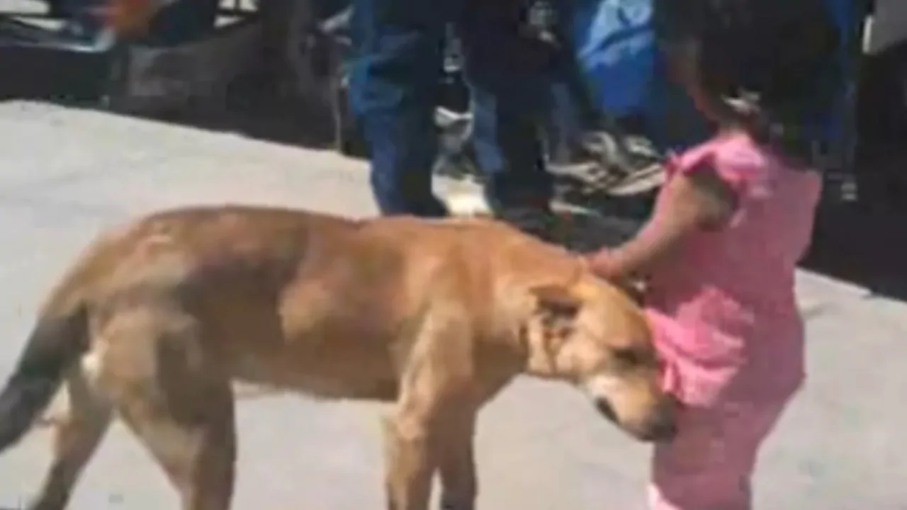 Cane randagio aiuta una bimba che si era persa a tornare a casa dai genitori