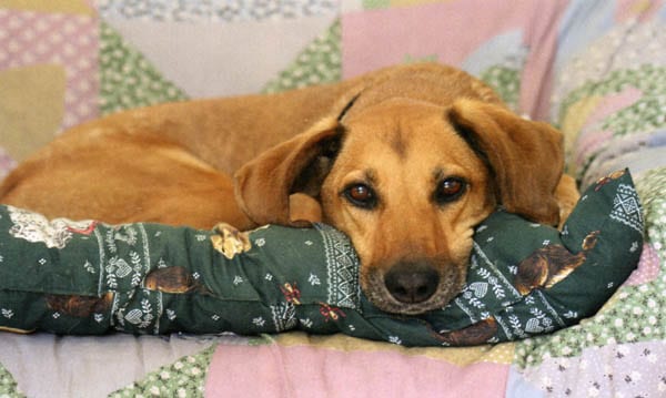 Guida per il comportamento responsabile con un cane adottato