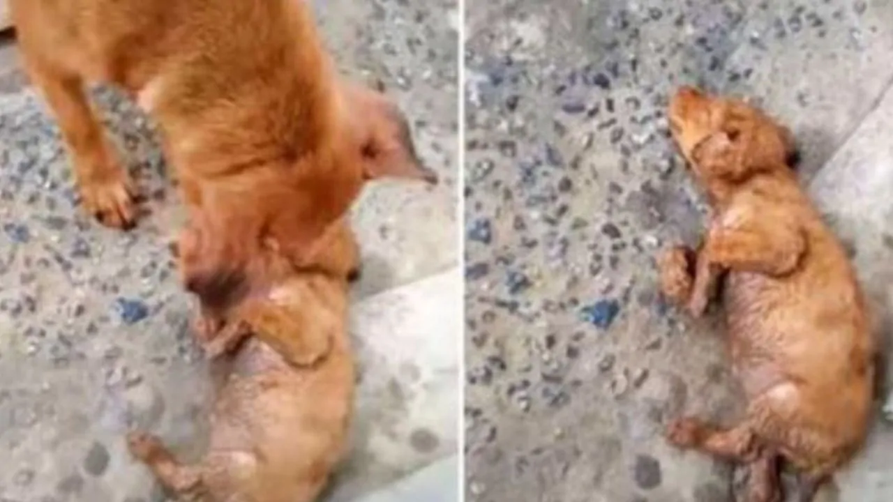 Cagnolina randagia tenta in tutti i modi di rianimare il suo cucciolo, non ci riesce, urla e piange