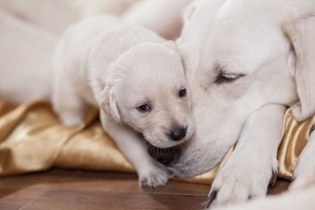 L’importanza del tempo trascorso con la mamma per un cucciolo di cane