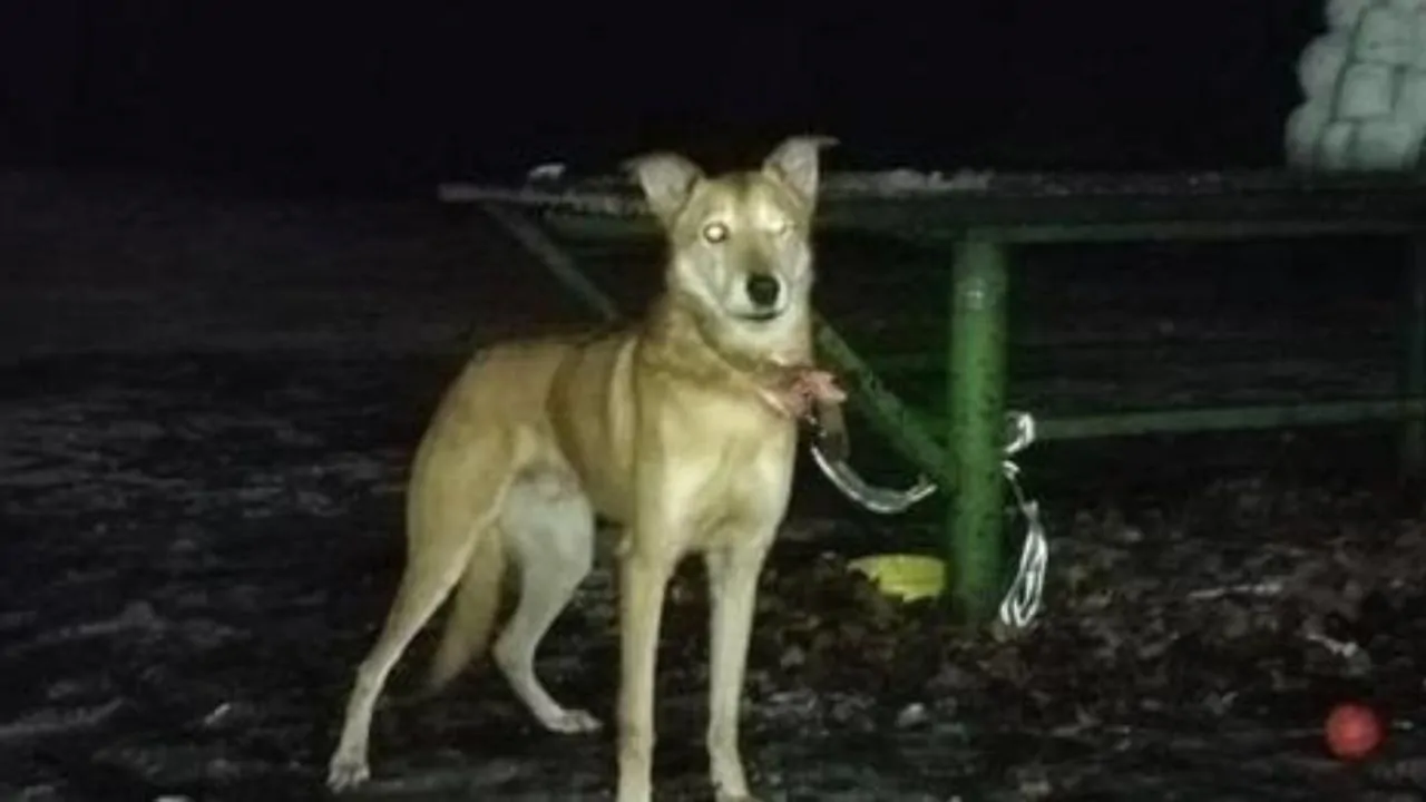 Cane abbandonato e legato in un parco, l’atto crudele della proprietaria che poi è partita all’estero per vacanza