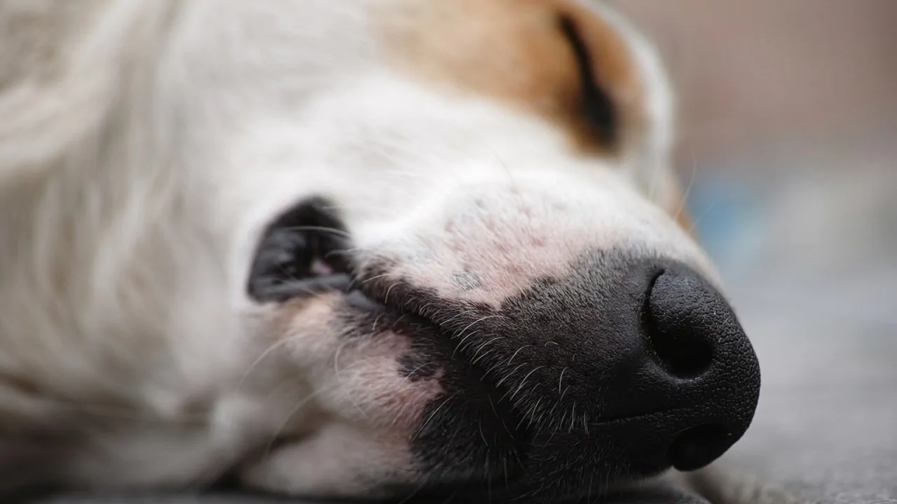 Muore il suo adorato cane ma l’azienda dove lavora non le concede per seppellirlo un giorno di ferie, si dimette