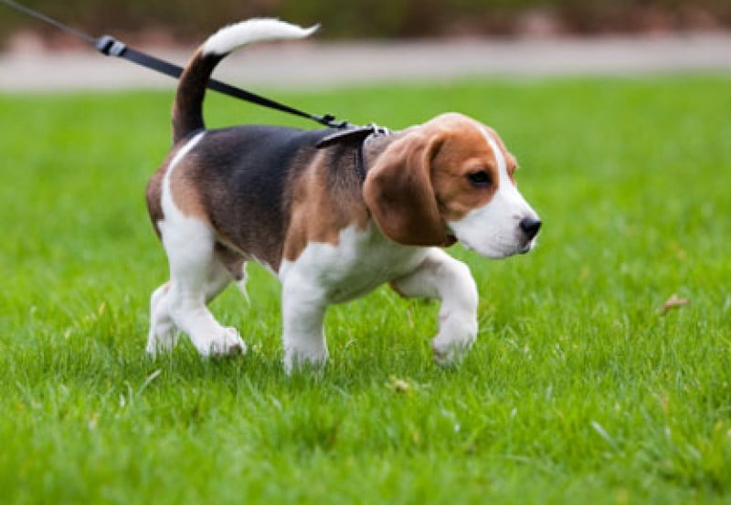 Quante volte al giorno è opportuno portare a spasso il cane: il giusto equilibrio per il benessere del tuo amico a quattro zampe