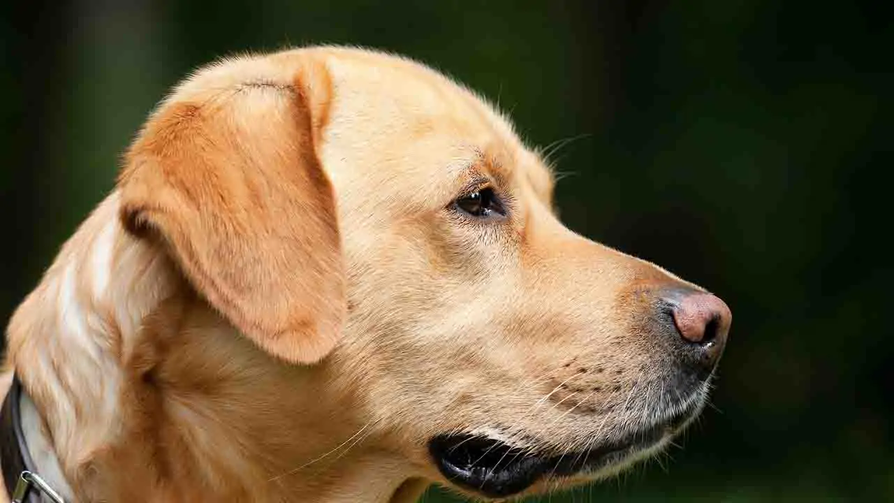 Facoltoso imprenditore cinese offre una ricompensa di un milione di dollari a chi ritrova il suo amato cane, ma non mantiene la promessa