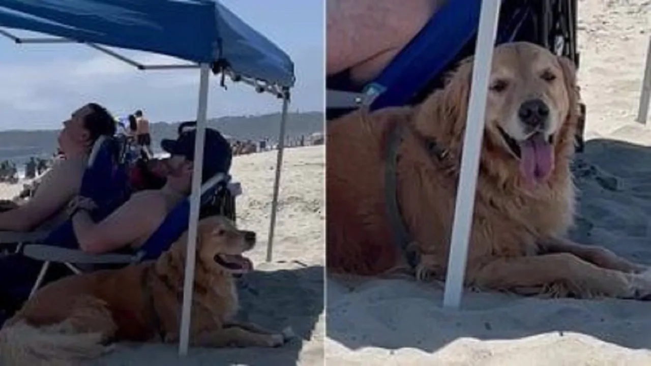 Floyd un Golden Retriever molto intelligente, tradisce in spiaggia i suoi proprietari per il troppo caldo