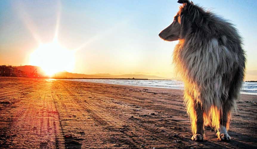 Il fascino del sole: perché i cani amano sdraiarsi al sole