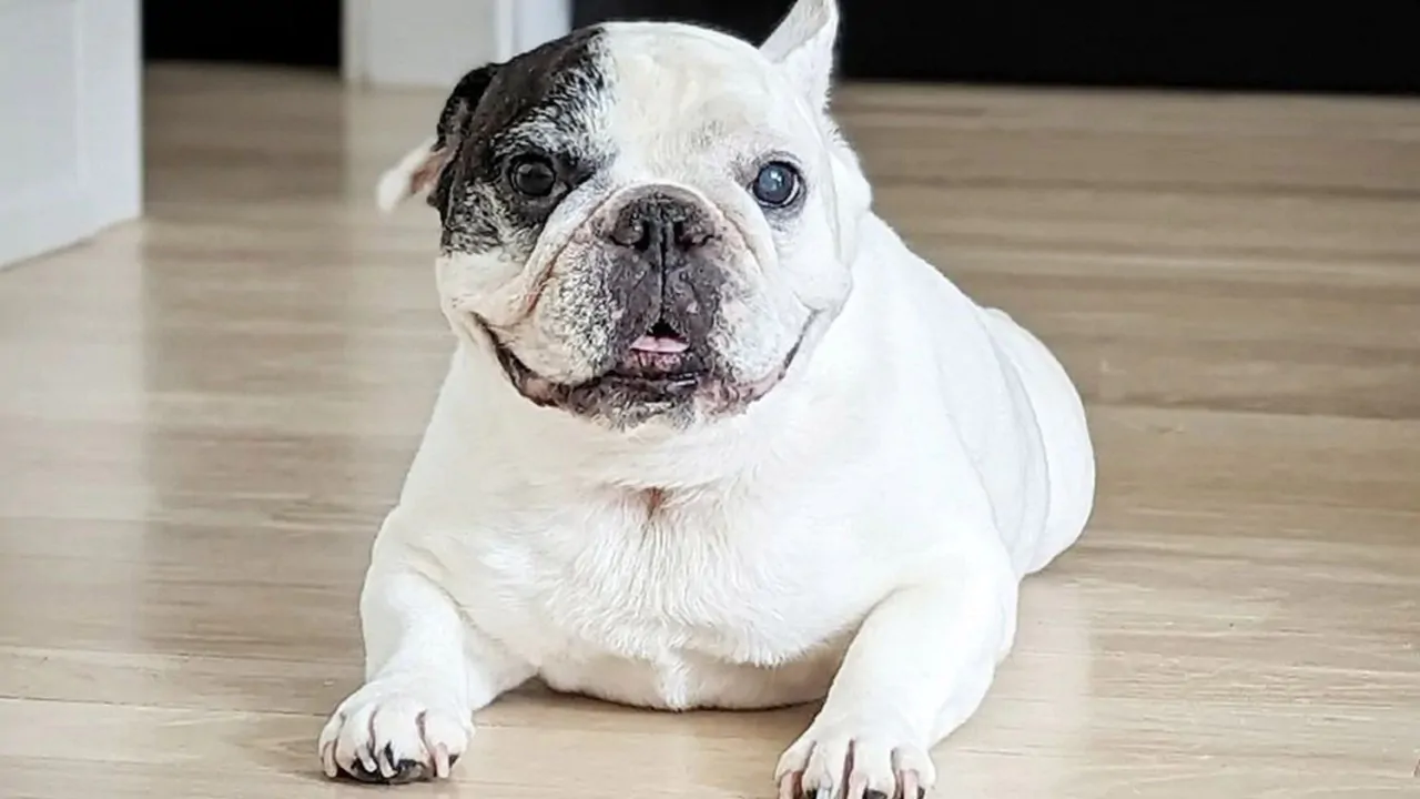 Addio a Manny the Frenchie il cane di razza French Bulldog più famoso su internet, aveva 12 anni