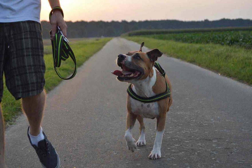 Quante volte al giorno dovresti portare a spasso il tuo cane?