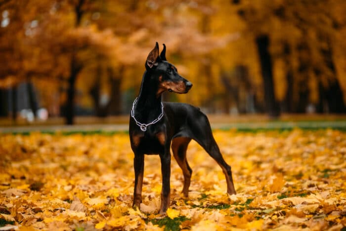 Esplorando il mito dell’aggressività canina, alla scoperta della verità sulla razza più aggressiva