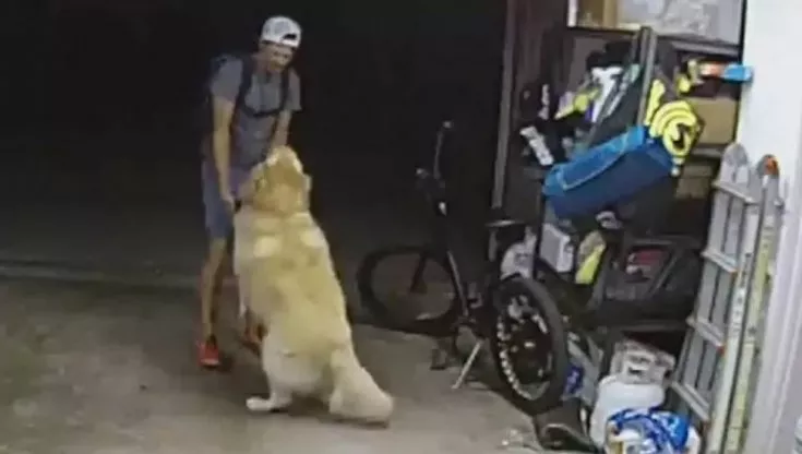 Arrestato il ladro di una bicicletta, durante un furto aveva accarezzato il cane del proprietario  : “Sei il più bello che abbia mai conosciuto”