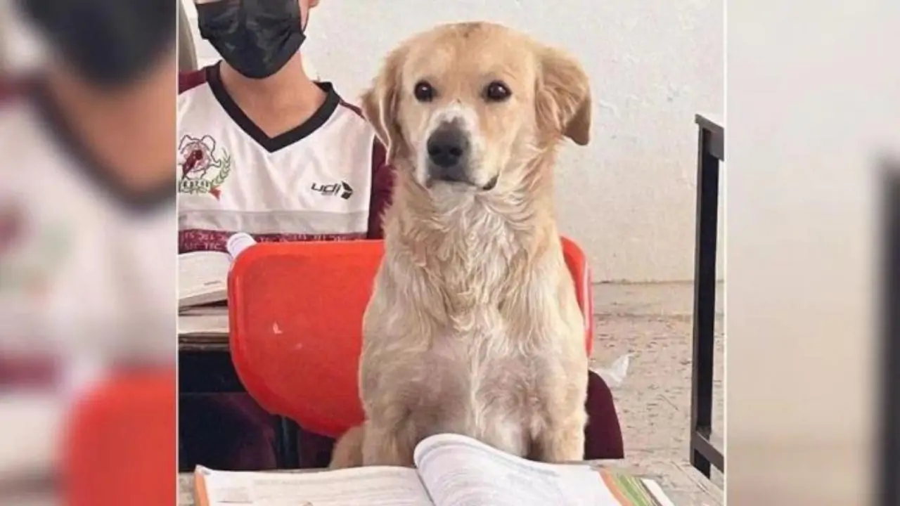 Nacho ogni giorno puntualissimo andava a scuola, la maestra ha deciso di farlo diventare uno studente