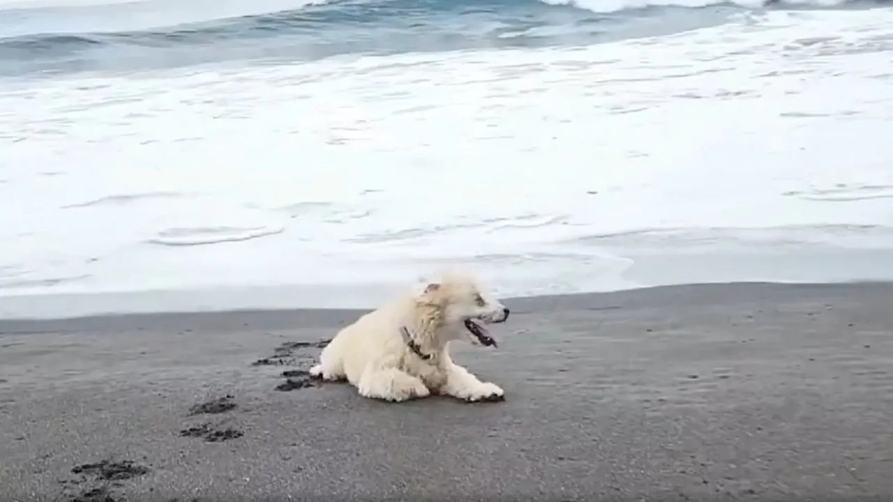 “Amava tantissimo la spiaggia”, i proprietari di una cagnolina decidono di dirle addio fra mare e sabbia