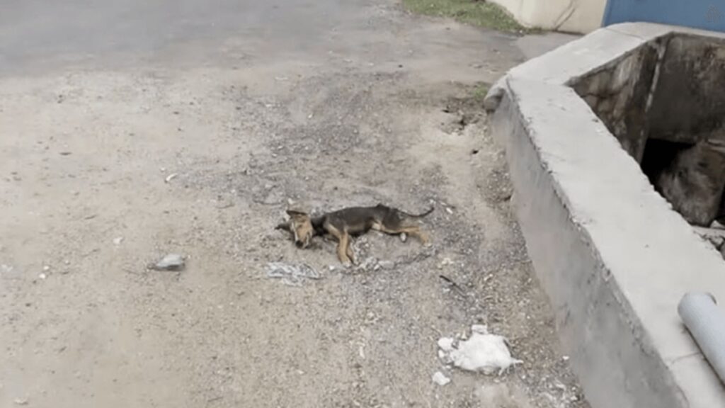 Cucciolo randagio è in pessime condizioni di salute, quando vede arrivare i volontari trova però la forza di scodinzolare