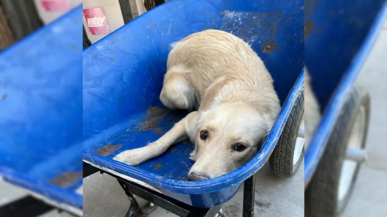 Cucciolo di Golden Retriever troppo spaventato smette di camminare, lo portano via con la carriola nella stanza per l’eutanasia, poi succede l’impensabile