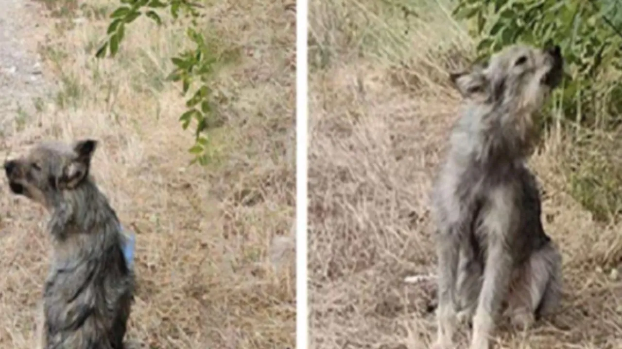 Per tre lunghi giorni una cagnolina abbandonata ha pianto e abbaiato sperando che i padroni tornassero a prenderla