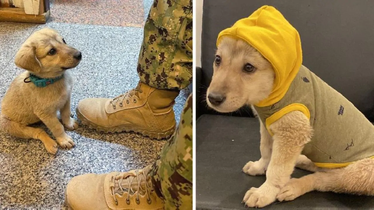 Il bellissimo cucciolo randagio gironzolava intorno alla base militare, alla fine qualcuno lo ha notato e lo ha portato con sé