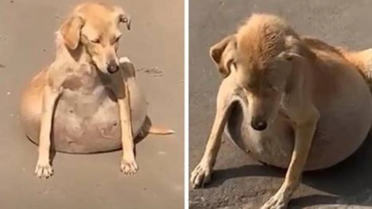 I passanti la ignoravano ma lei chiedeva disperatamente aiuto, la cagnolina Fufy aveva un edema pieno di liquido nello stomaco