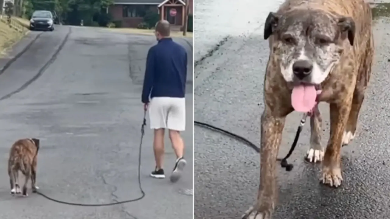 L’intera cittadina si ferma per salutare l’ultima passeggiata di una cagnolina malata terminale di cancro