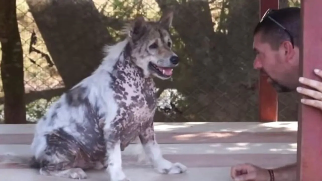 Un cane anziano non riesce a contenere la sua gioia, comprende che sarà adottato e inizia a ballare