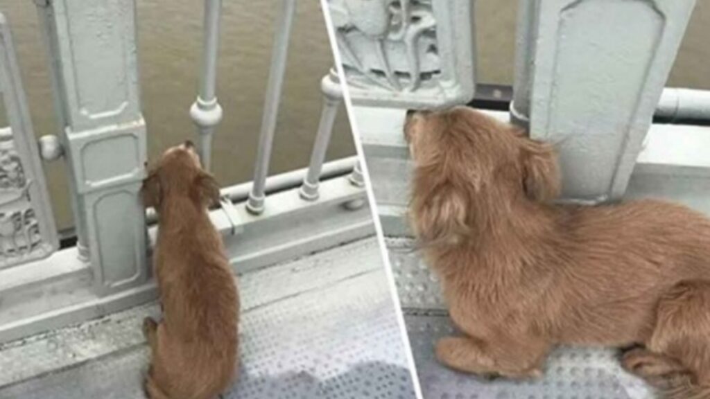 Cagnolino aspetta per quattro giorni sul ponte dove aveva visto il padrone togliersi la vita