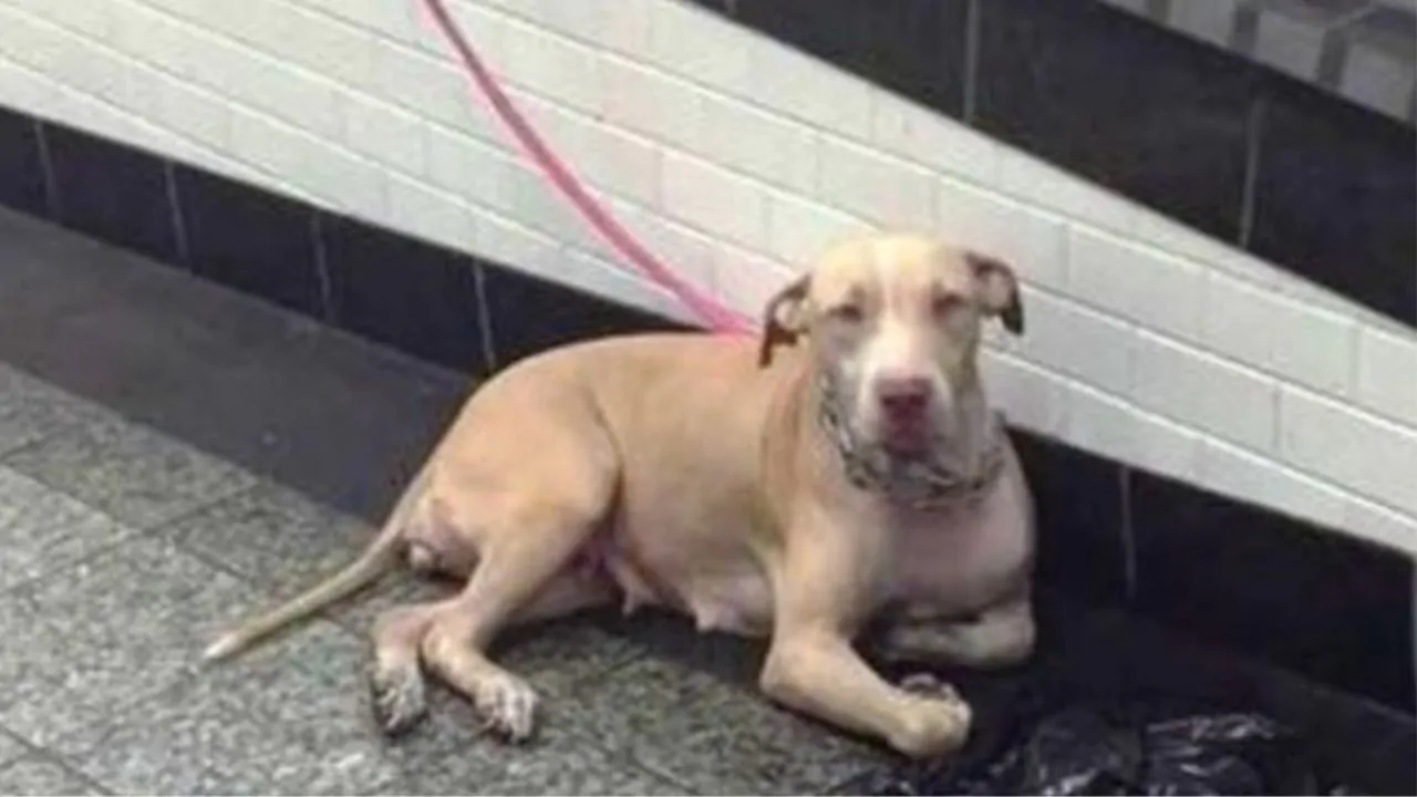 La cagnolina abbandonata in una metropolitana cercava aiuto da ogni pendolare che passava