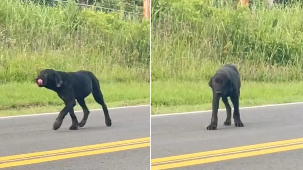 Cagnolino viene abbandonato per strada ma non perde mai la speranza di tornare a casa